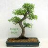 Chinese Elm Bonsai Tree Large Number 23Y available to buy from All Things Bonsai Sheffield Yorkshire UK