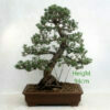 Japanese White Pine Bonsai Tree Number 84Y available to buy from All Things Bonsai Sheffield Yorkshire UK