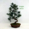 Japanese White Pine Bonsai Tree Number 21Y available to buy from All Things Bonsai Sheffield Yorkshire with free UK delivery