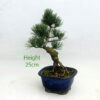 Japanese White Pine Bonsai Tree Number 27Y available to buy from All Things Bonsai Sheffield Yorkshire with free UK delivery