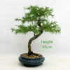 Golden Larch Bonsai Tree Number 42Y available to buy from All Things Bonsai Sheffield Yorkshire with free UK delivery