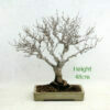 Japanese Hornbeam Hornbeam Bonsai Tree Number 62 available to buy from All Things Bonsai Sheffield Yorkshire with free UK delivery
