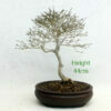 Premna Japonica Musk Maple Bonsai Tree Number 13Y available to buy from All Things Bonsai Sheffield Yorkshire with free UK delivery
