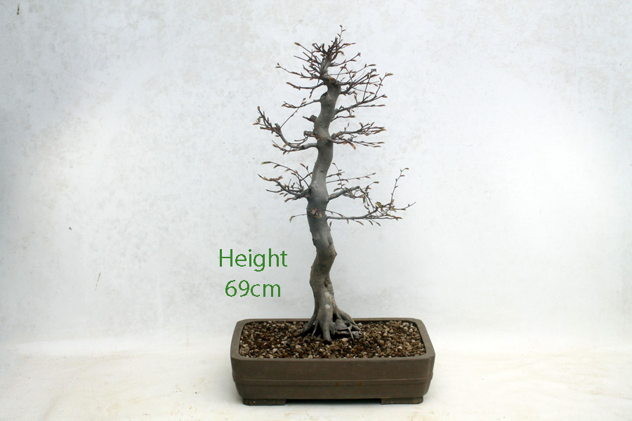 Japanese Hornbeam Hornbeam Bonsai Tree Number 12Y - ALL THINGS BONSAI