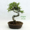 Chinese Elm Bonsai Tree Number 58B available to buy from All Things Bonsai Sheffield Yorkshire with free UK delivery