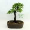 Chinese Elm Bonsai Tree Number 2B available to buy from All Things Bonsai Sheffield Yorkshire with free UK delivery