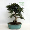 Cotoneaster Flowering Bonsai Tree Number 336P available to buy online from All Things Bonsai Sheffield Yorkshire with free UK delivery