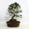 Korean Hornbeam Bonsai Tree Number 15Y available to buy online from All Things Bonsai Sheffield Yorkshire with free UK delivery