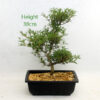 Azalea Flowering Bonsai Tree Kinka Number 57Y available to buy from All Things Bonsai Sheffield Yorkshire with free UK delivery