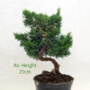 Small Part Trained Chinese Juniper Bonsai Tree available to buy from All Things Bonsai Sheffield Yorkshire with free UK delivery