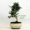 Olive Bonsai Tree 8yr available to buy from All Things Bonsai Sheffield Yorkshire with free UK delivery