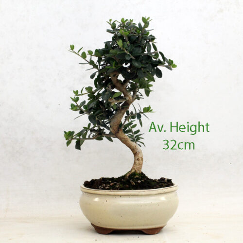 Olive Bonsai Trees Archives ALL THINGS BONSAI