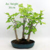 Ginkgo Bonsai Tree Group of 3 in 20cm Pot available to buy from All Things Bonsai Sheffield Yorkshire with free UK delivery