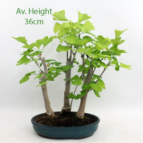Ginkgo Bonsai Tree Group of 3 in 20cm Pot available to buy from All Things Bonsai Sheffield Yorkshire with free UK delivery