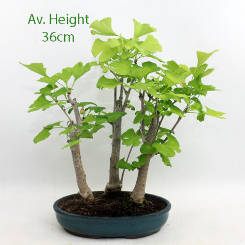 Ginkgo Bonsai Timber For Sale »