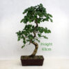 Korean Hornbeam Bonsai Tree Number 96Y available to buy from All Things Bonsai Sheffield Yorkshire with free UK delivery