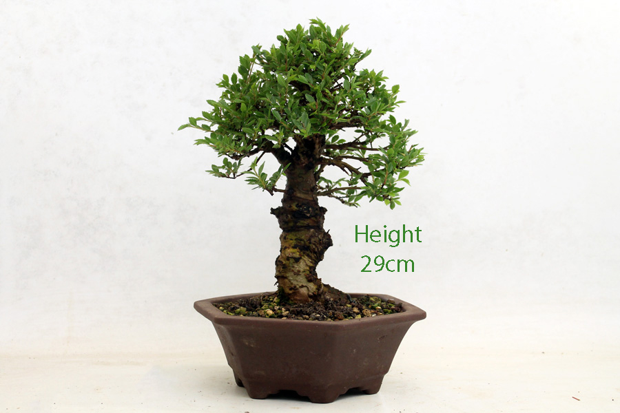 Cork Bark Chinese Elm Bonsai Tree Number 7Y available to buy from All Things Bonsai Sheffield Yorkshire with free UK delivery