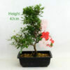 Azalea Flowering Bonsai Tree Number 100Y available to buy from All Things Bonsai Sheffield Yorkshire with free UK delivery
