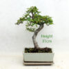 Chinese Elm Bonsai Tree Number 51Y available to buy from All Things Bonsai Sheffield Yorkshire with free UK delivery