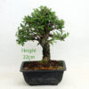 Cork Bark Chinese Elm Bonsai Tree Number 44Y available to buy from All Things Bonsai Sheffield Yorkshire with free UK delivery