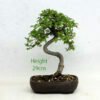 Chinese Elm Bonsai Tree Number 20B available to buy from All Things Bonsai Sheffield Yorkshire with free UK delivery