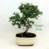 Cotoneaster Flowering Bonsai Tree Number 59B available to buy from All Things Bonsai Sheffield Yorkshire with free UK delivery