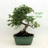 Cotoneaster Flowering Bonsai Tree Number 16B available to buy from All Things Bonsai Sheffield Yorkshire with free UK delivery