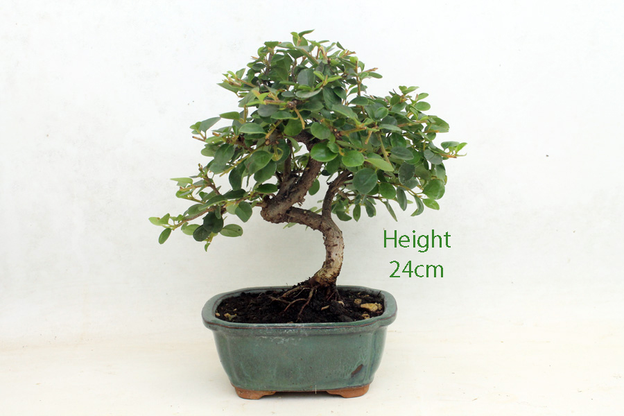 Cotoneaster Flowering Bonsai Tree Number 87Y available to buy from All Things Bonsai Sheffield Yorkshire with free UK delivery