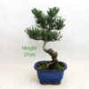Japanese White Pine Bonsai Tree Number 543 available to buy from All Things Bonsai Sheffield Yorkshire with free UK delivery