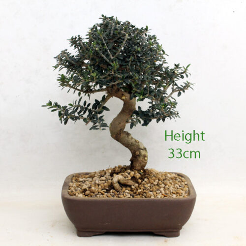 thumbnail image 2 of Olive Bonsai Tree Number 345P - ALL THINGS BONSAI 2 of 14