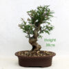 Pomegranate Flowering Bonsai Tree Punica Number 35B available to buy from All Things Bonsai Sheffield Yorkshire with free UK delivery