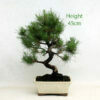 Aleppo Pine Bonsai Tree Number 4 available to buy from All Things Bonsai Sheffield Yorkshire with free UK delivery
