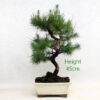 Aleppo Pine Bonsai Tree Number 60 available to buy from All Things Bonsai Sheffield Yorkshire with free UK delivery