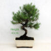 Aleppo Pine Bonsai Tree Number 95 available to buy from All Things Bonsai Sheffield Yorkshire with free UK delivery