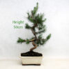 Aleppo Pine Bonsai Tree Number 54B available to buy from All Things Bonsai Sheffield Yorkshire with free UK delivery