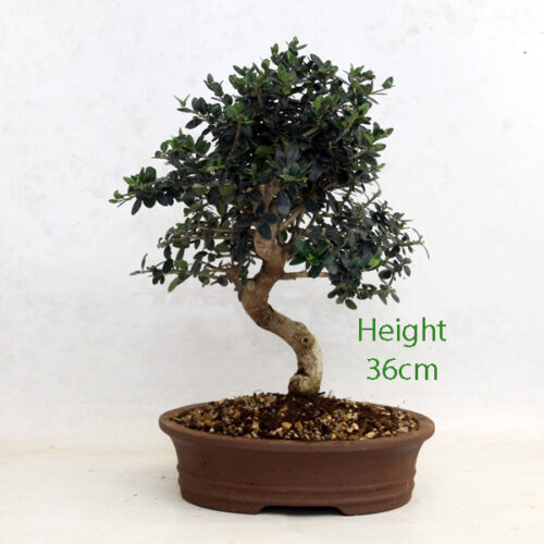 Olive Bonsai Trees For Sale ALL THINGS BONSAI