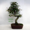 Acer Palmatum Japanese Maple Bonsai Tree Number 97 available to buy online from All Things Bonsai Sheffield Yorkshire with free UK delivery