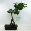 Beech Bonsai Project Material Number 573 available to buy from All Things Bonsai Sheffield Yorkshire with free UK delivery