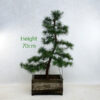 Larch Part Trained Bonsai Number 2 available to buy from All Things Bonsai Sheffield Yorkshire with free UK delivery