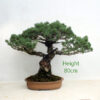 Japanese White Pine Bonsai Tree Number 23B available to buy from All Things Bonsai Sheffield Yorkshire UK