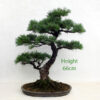 Japanese White Pine Bonsai Tree Number 80 available to buy from All Things Bonsai Sheffield Yorkshire with free UK delivery
