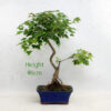 Trident Maple Bonsai Tree Number 23 available to buy from All Things Bonsai Sheffield Yorkshire with free UK delivery
