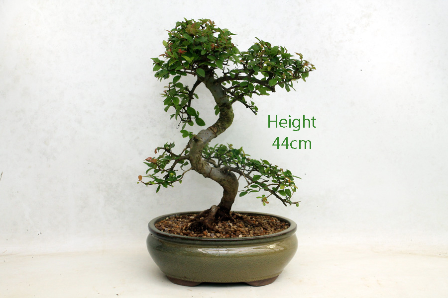 Chinese Elm Bonsai Tree Number 61P available to buy from All Things Bonsai Sheffield Yorkshire with free UK delivery