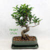 Ficus Bonsai Tree Number 62P available to buy from All Things Bonsai Sheffield Yorkshire with free UK delivery