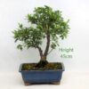 Azalea Flowering Bonsai Tree Number 65P available to buy from All Things Bonsai Sheffield Yorkshire with free UK delivery