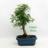 Trident Maple Bonsai Tree Number 60P available to buy from All Things Bonsai Sheffield Yorkshire with free UK delivery
