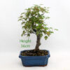 Trident Maple Bonsai Tree Number 99P available to buy from All Things Bonsai Sheffield Yorkshire with free UK delivery
