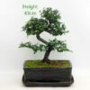 Chinese Elm Bonsai Tree Number 11P available to buy from All Things Bonsai Sheffield Yorkshire with free UK delivery