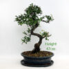 Chinese Elm Bonsai Tree Number 53P available to buy from All Things Bonsai Sheffield Yorkshire with free UK delivery