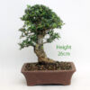 Cork Bark Chinese Elm Bonsai Tree Number 57P available to buy online from All Things Bonsai Sheffield Yorkshire with free UK delivery